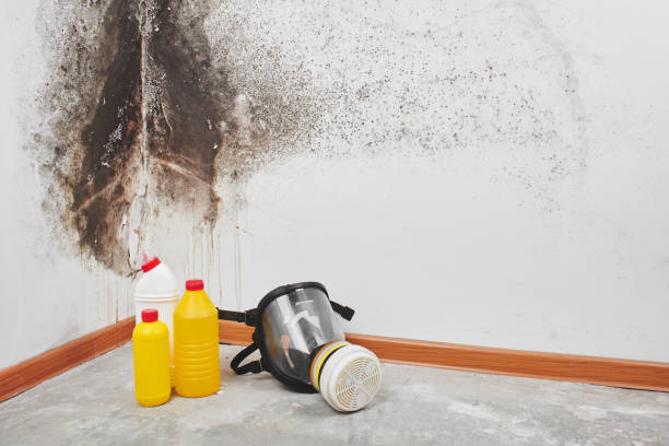Best Attic Mold Removal  in Mill Neck, NY
