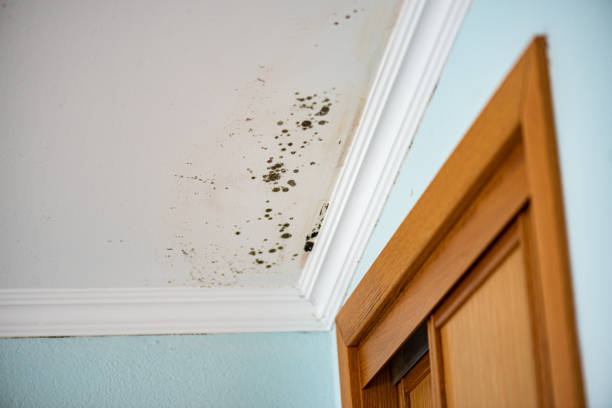 Best Emergency Mold Removal  in Mill Neck, NY