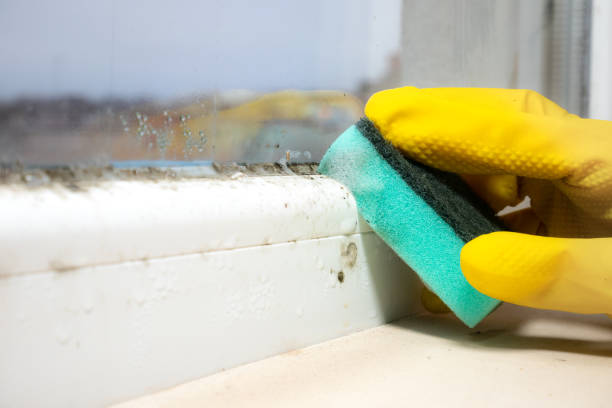 Mold Removal and Inspection in Mill Neck, NY