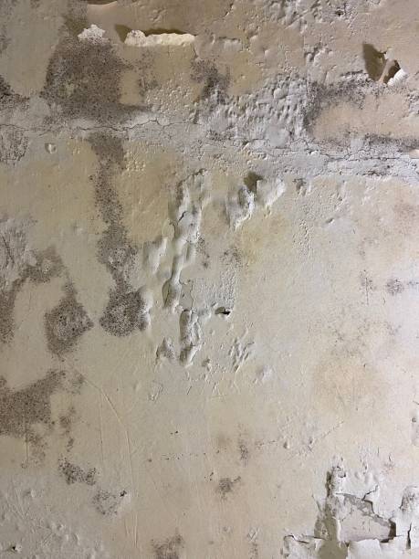 Best Mold Removal and Inspection  in Mill Neck, NY