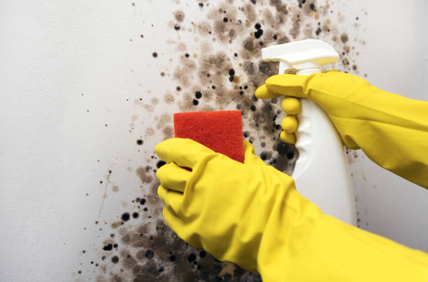 Best Local Mold Removal Service  in Mill Neck, NY