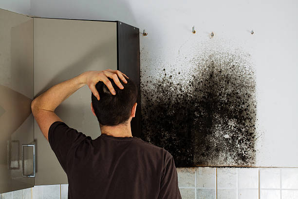 Best Fast Mold Removal  in Mill Neck, NY