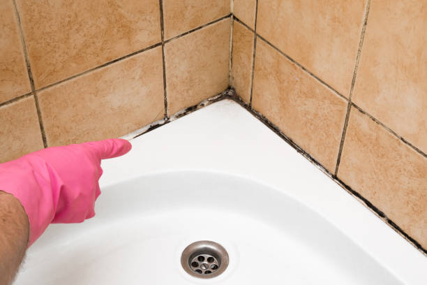 Mold Testing and Removal in Mill Neck, NY