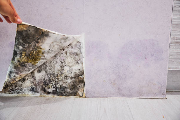 Best Certified Mold Removal  in Mill Neck, NY